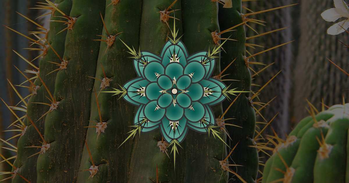 Trichocereus UK | "For crazy cactus people"