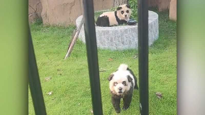 ‘Panda Dogs’: Chinese zoo in Guangdong goes viral for luring visitors with painted Chow Chows | CNN