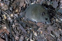 Sewer Rat Control Melbourne - Enviro Safe Pest Control Melbourne