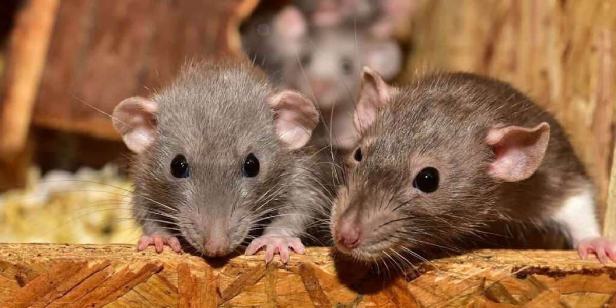 Protect Your Property with Expert Rat Removal in Melbourne