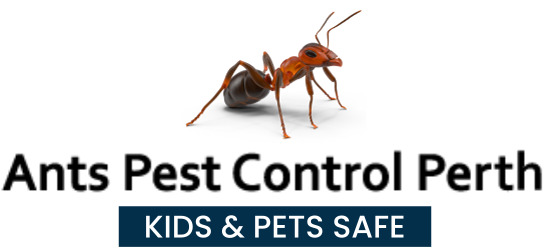 Ant Pest Control Perth, Ant Control & Removal Treatment Perth