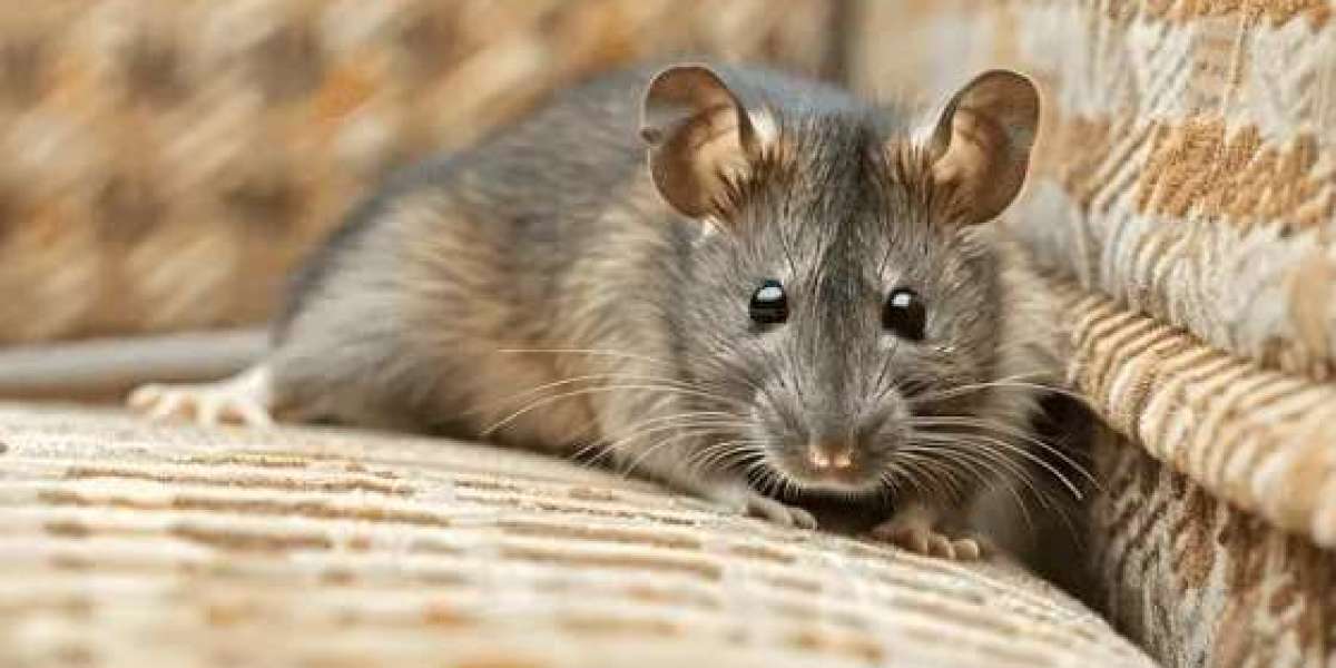 Safe and Humane Rat Removal Solutions in Melbourne