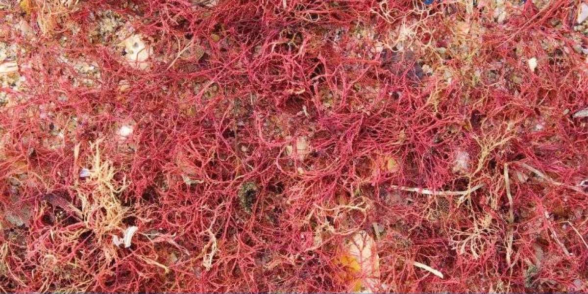 Red Algae Market Size, Share, Trends & Report | 2034