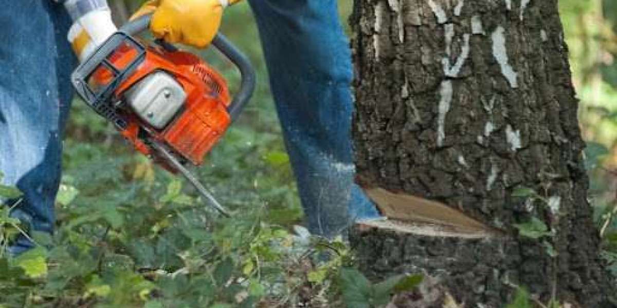 Reliable Tree Removal Services in Newhaven for You