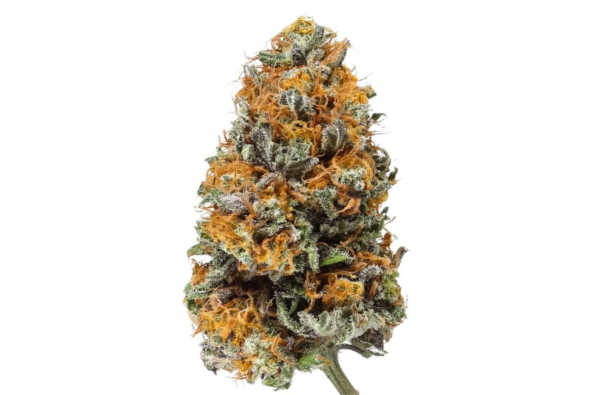 Blackberry Kush Strain: Effects, Flavours & Terpenes