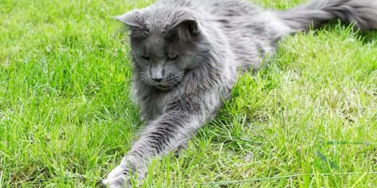 Blue Maine Coon Cat: A Complete Guide to This Majestic Feline