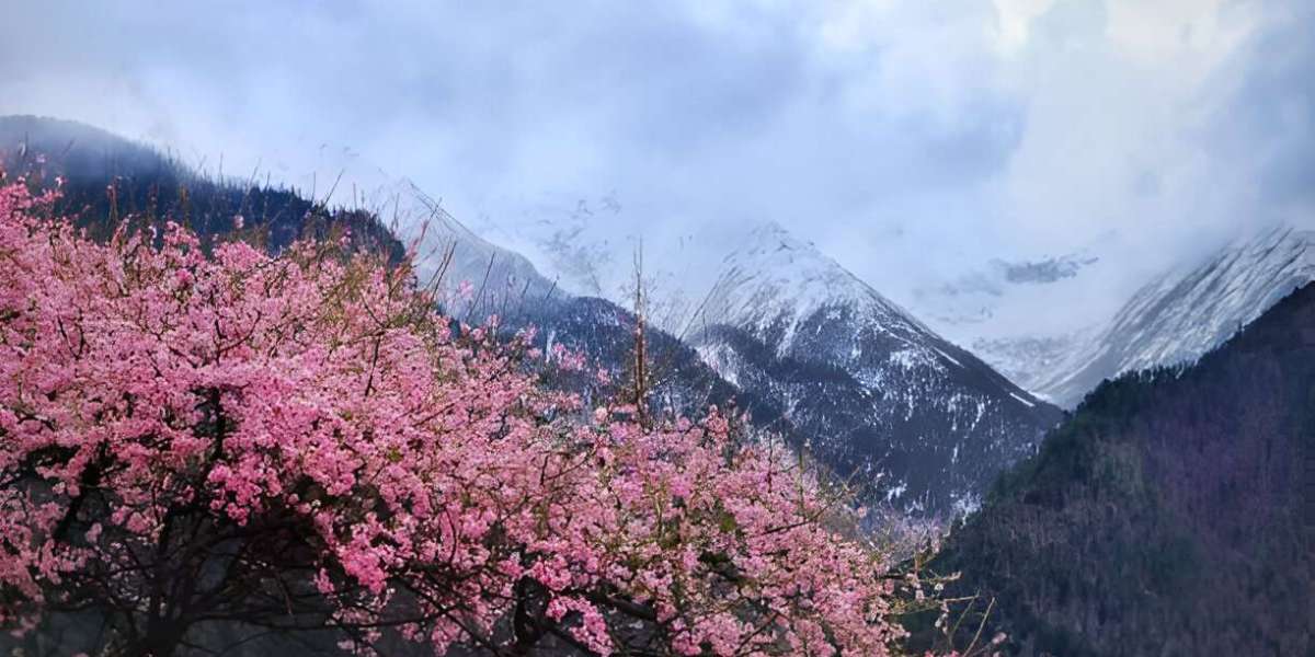 Cherry Blossom in Hunza – A Mesmerizing Spring Experience