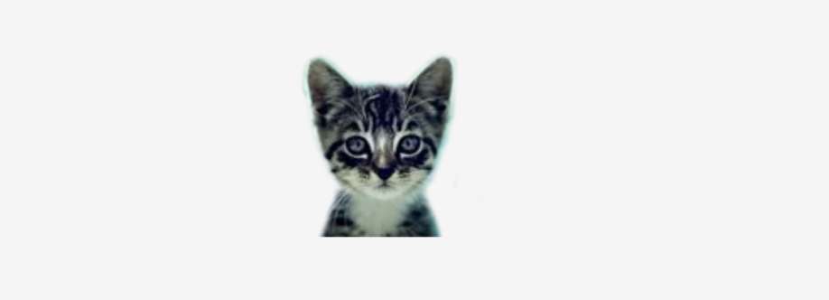 We Love Cats and Kittens Cover Image