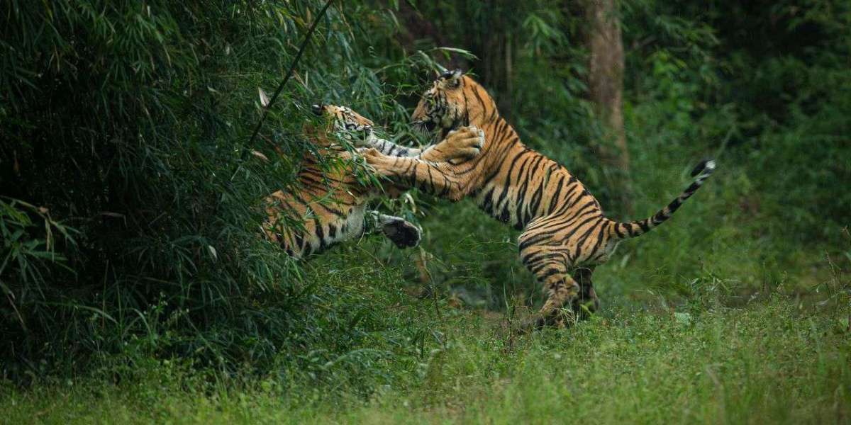 Corbett, Kanha and Bandhavgarh Tour