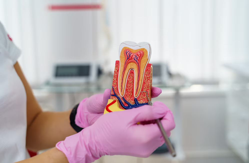Root Canal: Procedure, What It Treats & Recovery