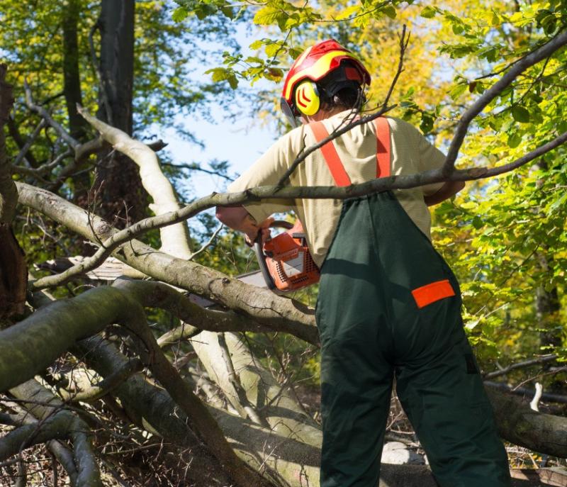 Tree Trimming vs. Tree Pruning: Which Does Your Cedar Park, TX Property Need? | APSense.com