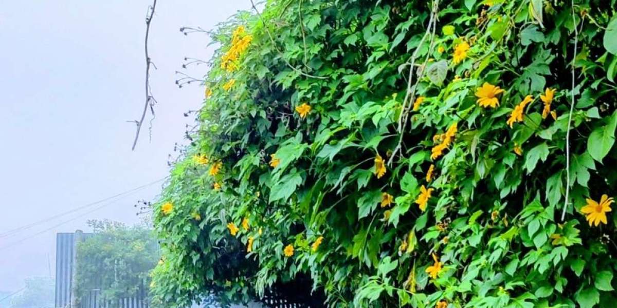 Discover the Best Resorts and Private Cottage in Kodaikanal: Luxury Stays in Vattakanal for Couples & Families