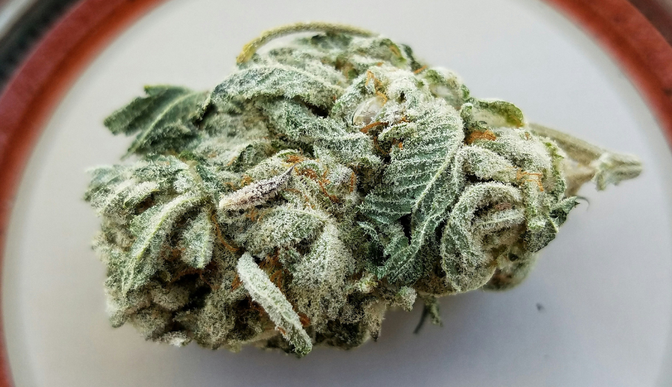 Choosing The Right Cannabis Strain Just Got Easier