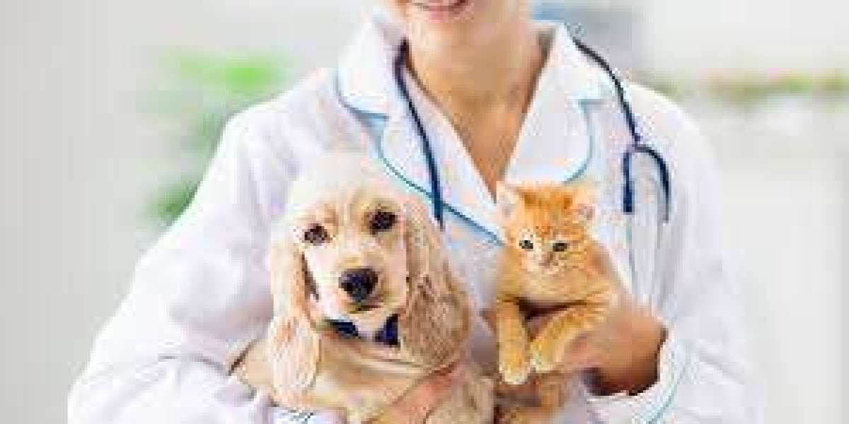 Buy Capstar for Dogs Online – Affordable Flea Treatment from Budget Pet Care