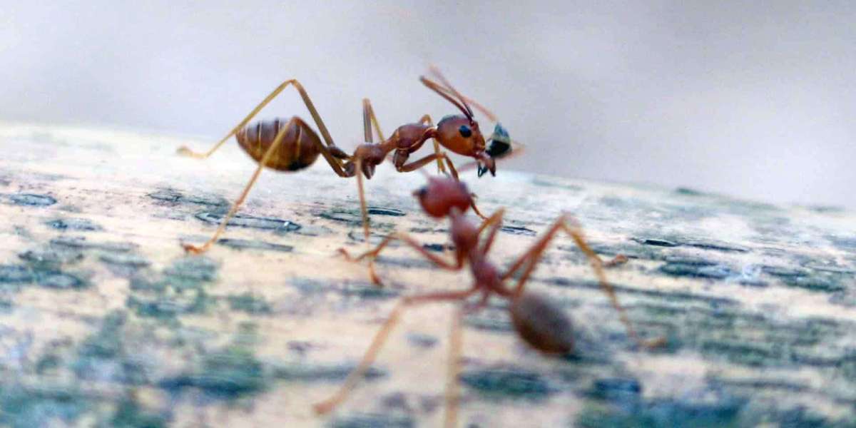Article Picture