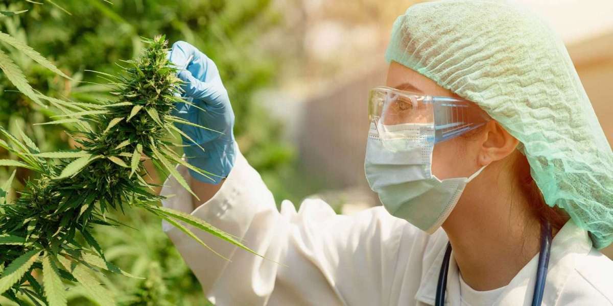 CBD Royan : Comment le CBD transforme votre bien-être au cœur de Royan