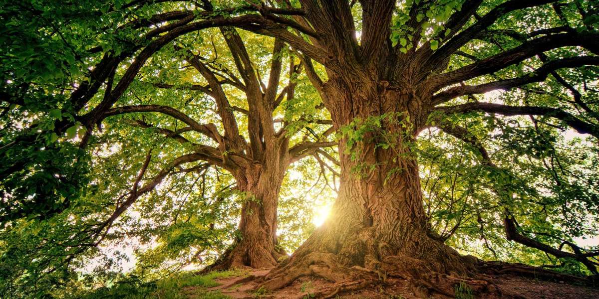 How Much Is a White Oak Tree Worth?