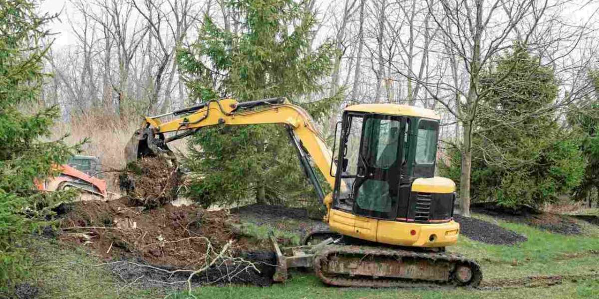 The Complete Guide to Tree Removal: What You Need to Know Before Cutting Down a Tree