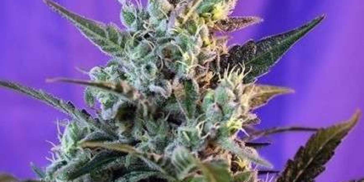 Premium Cannabis Genetics Delivered to Your Door