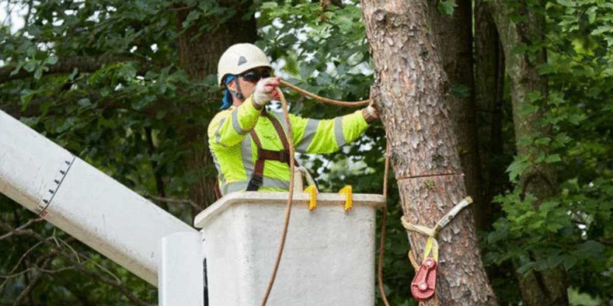 Tree Removal: Everything You Need to Know Before Cutting Down a Tree
